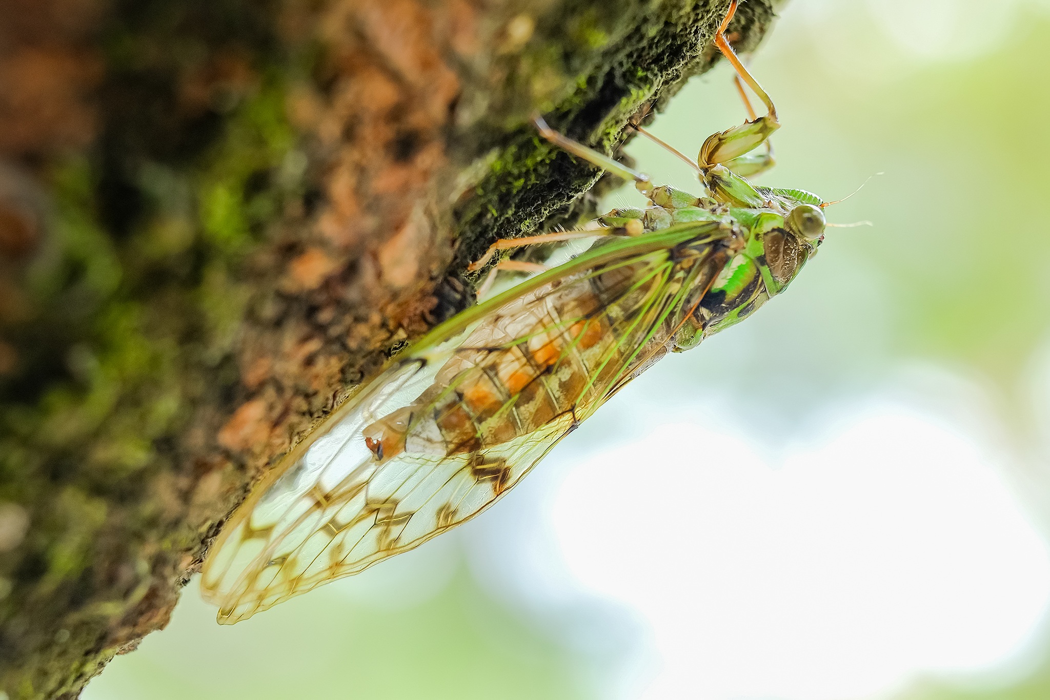 cicada-animal-insect-summer-rareloop